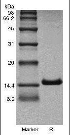 Human IL4 protein