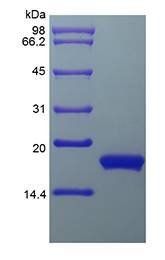 Human Interferon-alpha 2a protein