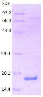 Human ISG protein