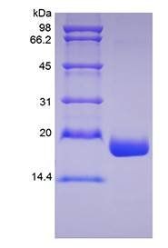 Human MANF protein