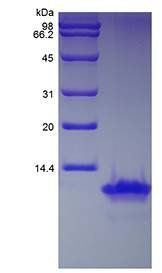 Human MCP2 protein