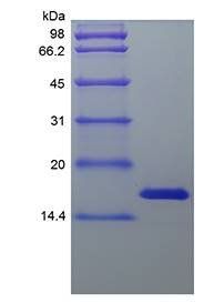 Human Midkine protein