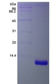 Human MIP3 beta protein