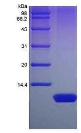 Human Nesfatin-1 protein