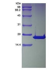 Human p16-INK4a-TAT protein