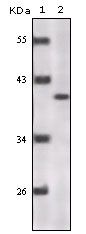 Human P16 Antibody