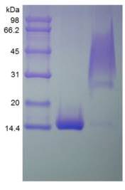 Human PDGF B protein