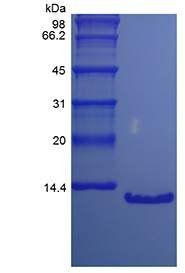 Human PTH7-84 15N protein