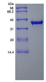 Human SOX2-TAT protein