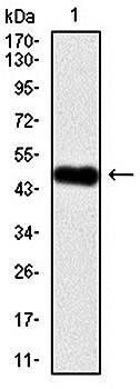 human Splunc2 Antibody