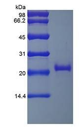 Human sTNF RII protein