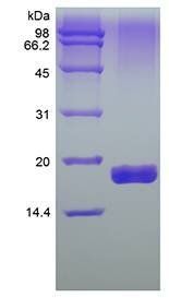 Human sTRAIL Receptor-2 protein