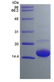 Human Superoxide Dismutase protein