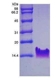 Human T beta-4 protein