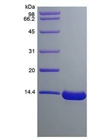 Human TAFA-2 protein