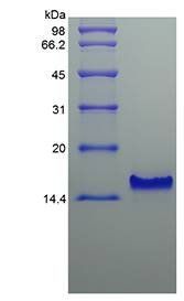 Human TECK protein