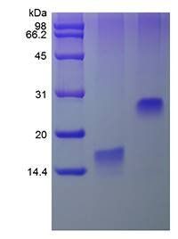 Human TFF3 protein