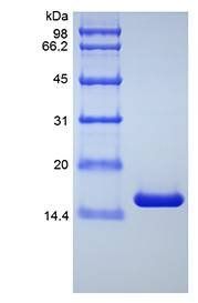 Human TNF alpha, Mutant protein