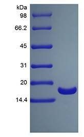 Human TNF alpha His tag protein