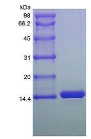 Human Trefoil Factor-3 protein