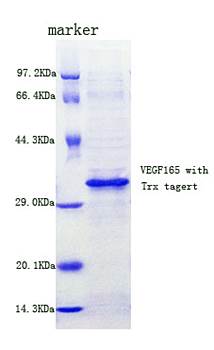 Human VEGF 165 protein