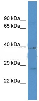 ADRA1A antibody