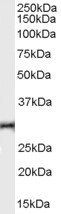 Goat anti-HVEM / TR2 Antibody