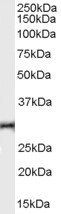 TNFRSF14 antibody