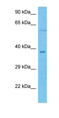 HXA4 antibody