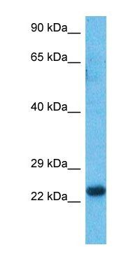 HXA6 antibody