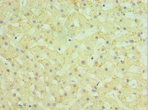 HYAL1 Antibody