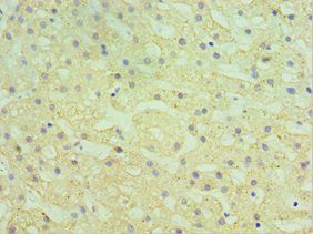 HYAL1 Antibody