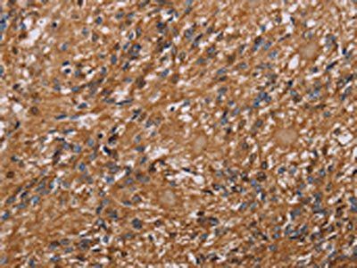 HYAL2 Antibody