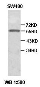 HYAL2 antibody