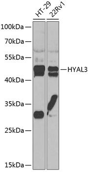 HYAL3 antibody