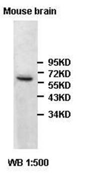 2-hydroxyacyl-CoA lyase 1 Rabbit Polyclonal Antibody