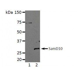 SamD10 Rabbit Polyclonal Antibody