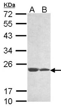 hypothetical protein LOC283129 antibody
