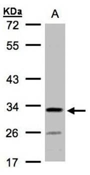 hypothetical protein LOC55286 antibody