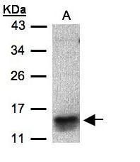 I-309 Rabbit Polyclonal Antibody