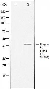 I kappaB- alpha (phospho-Tyr305) antibody
