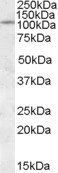 Goat anti-IA2 Antibody
