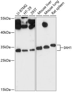 IAH1 antibody
