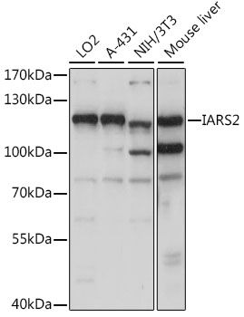 IARS2 antibody