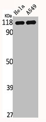 IARS2 Antibody