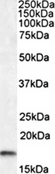 Goat anti-AIF1 / IBA1 (isoform 3) Antibody