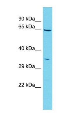 IBA57 antibody