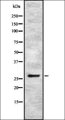 IBP4 antibody