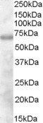 Goat anti-IBP / DEF6 Antibody