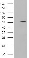 IBRDC2 (RNF144B) antibody